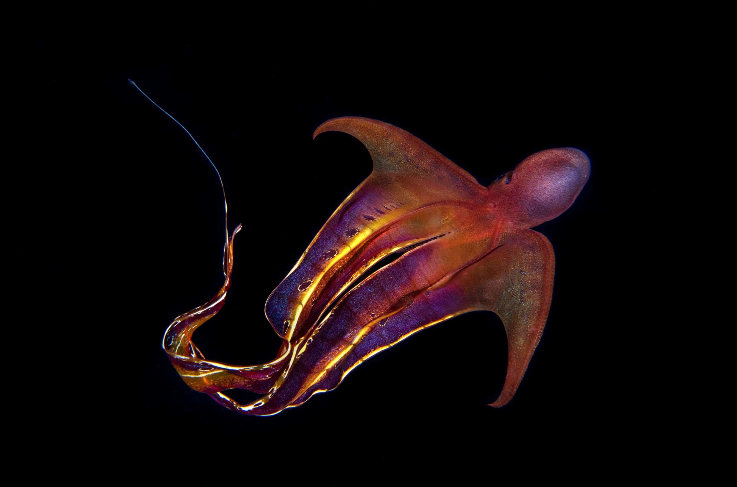Blanket Octopus