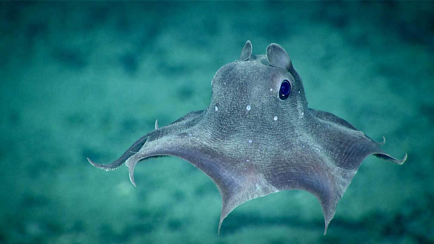 Carnarvon Flapjack Octopus