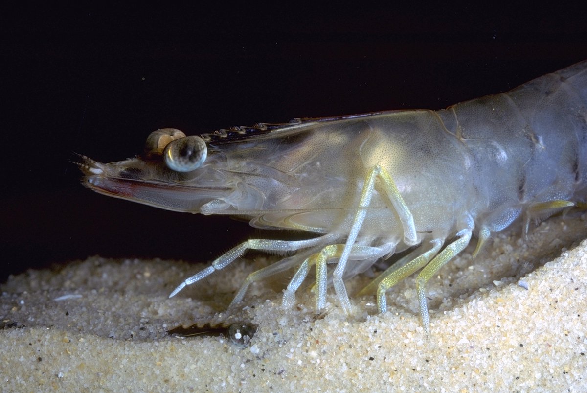 Eastern King Prawn