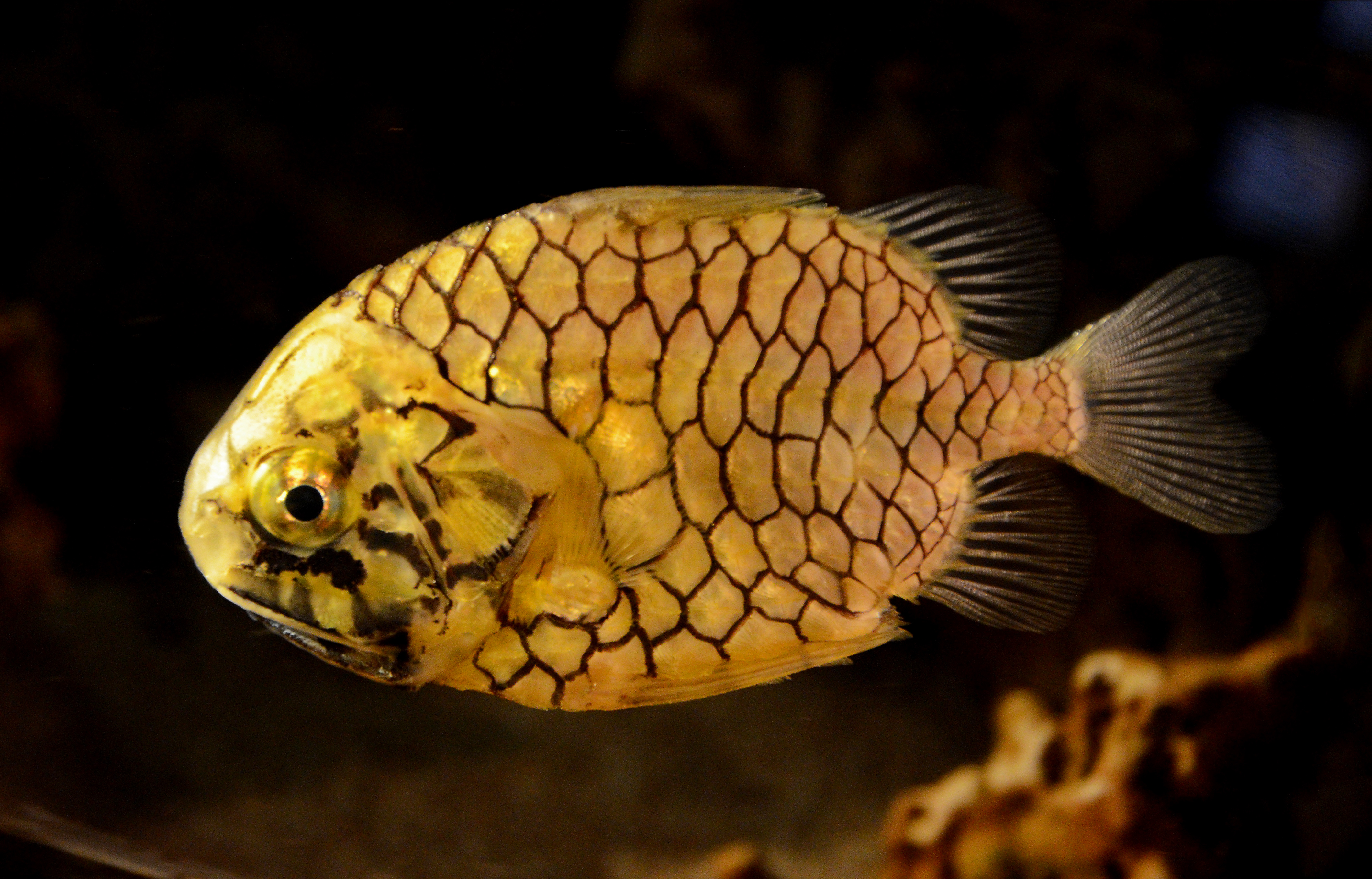 Pineapple Fish
