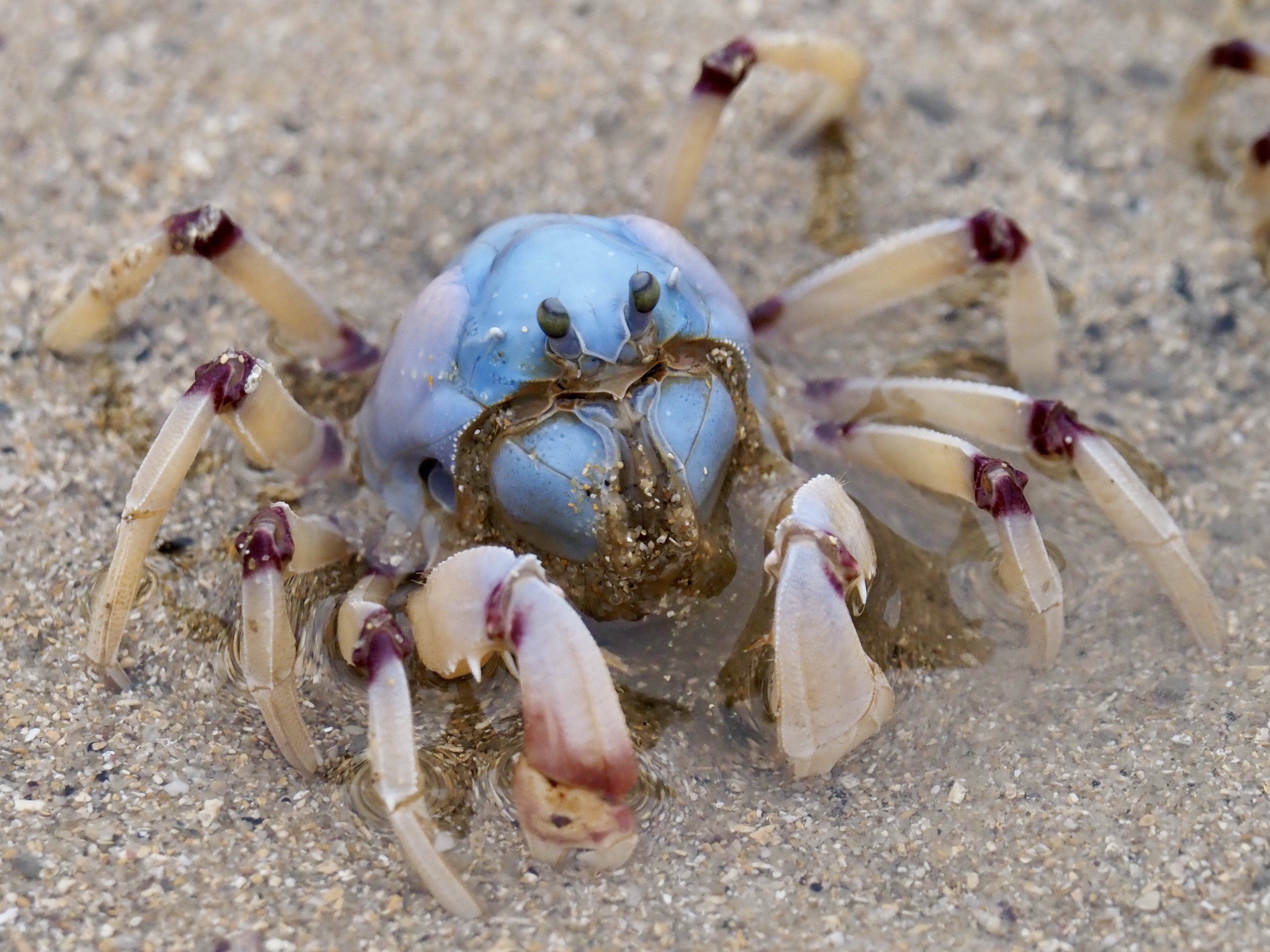 Soldier Crab