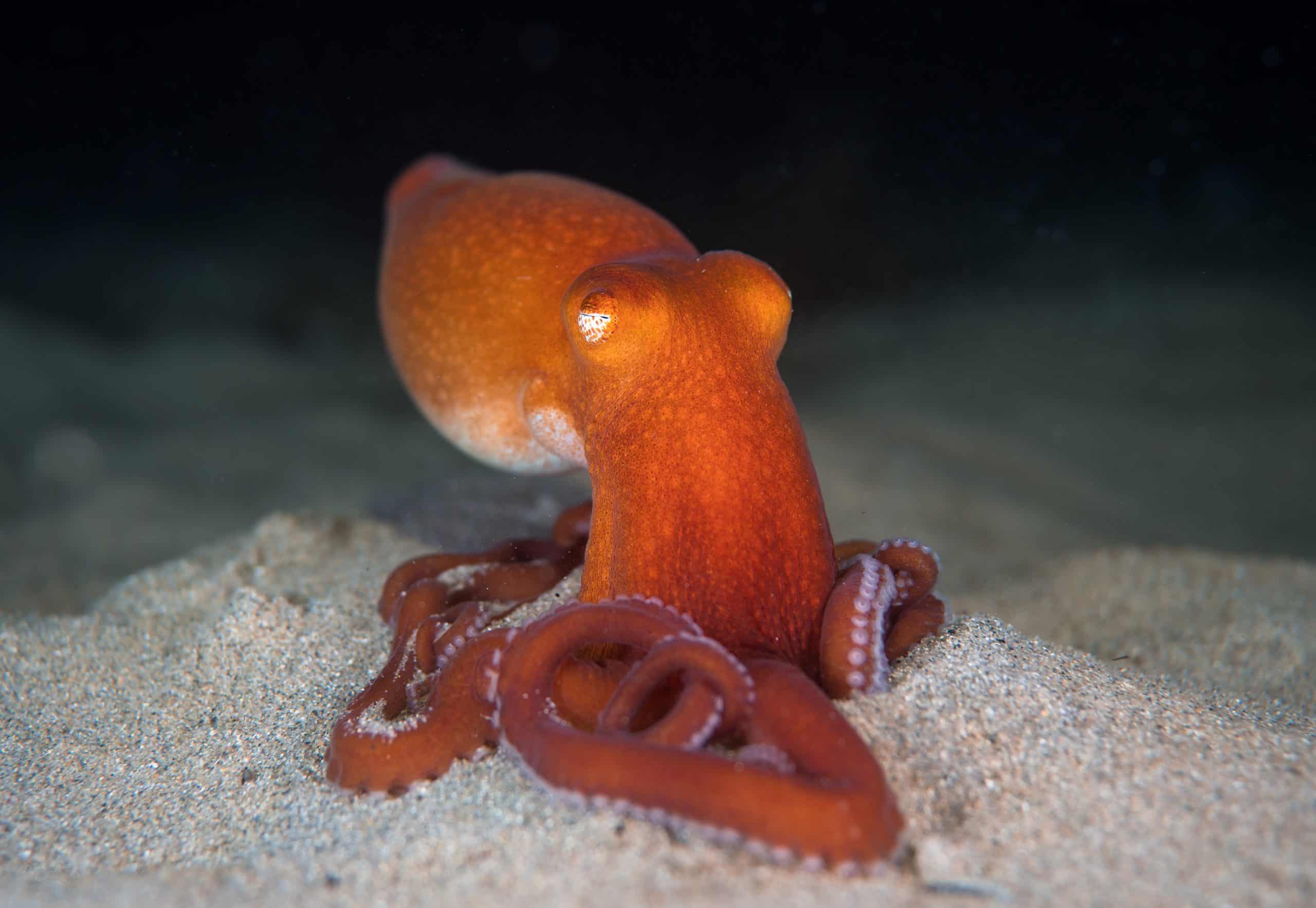 Southern Sand Octopus