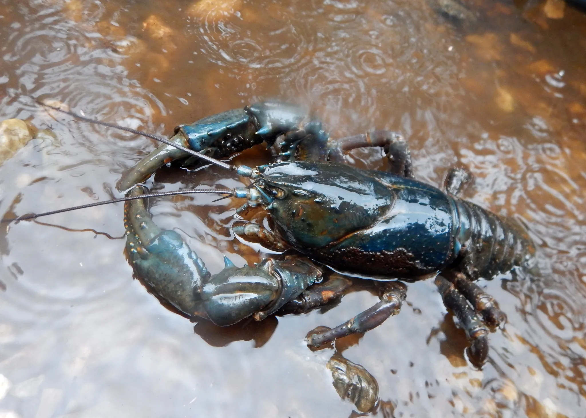 Tasmanian Giant Freshwater Crayfish