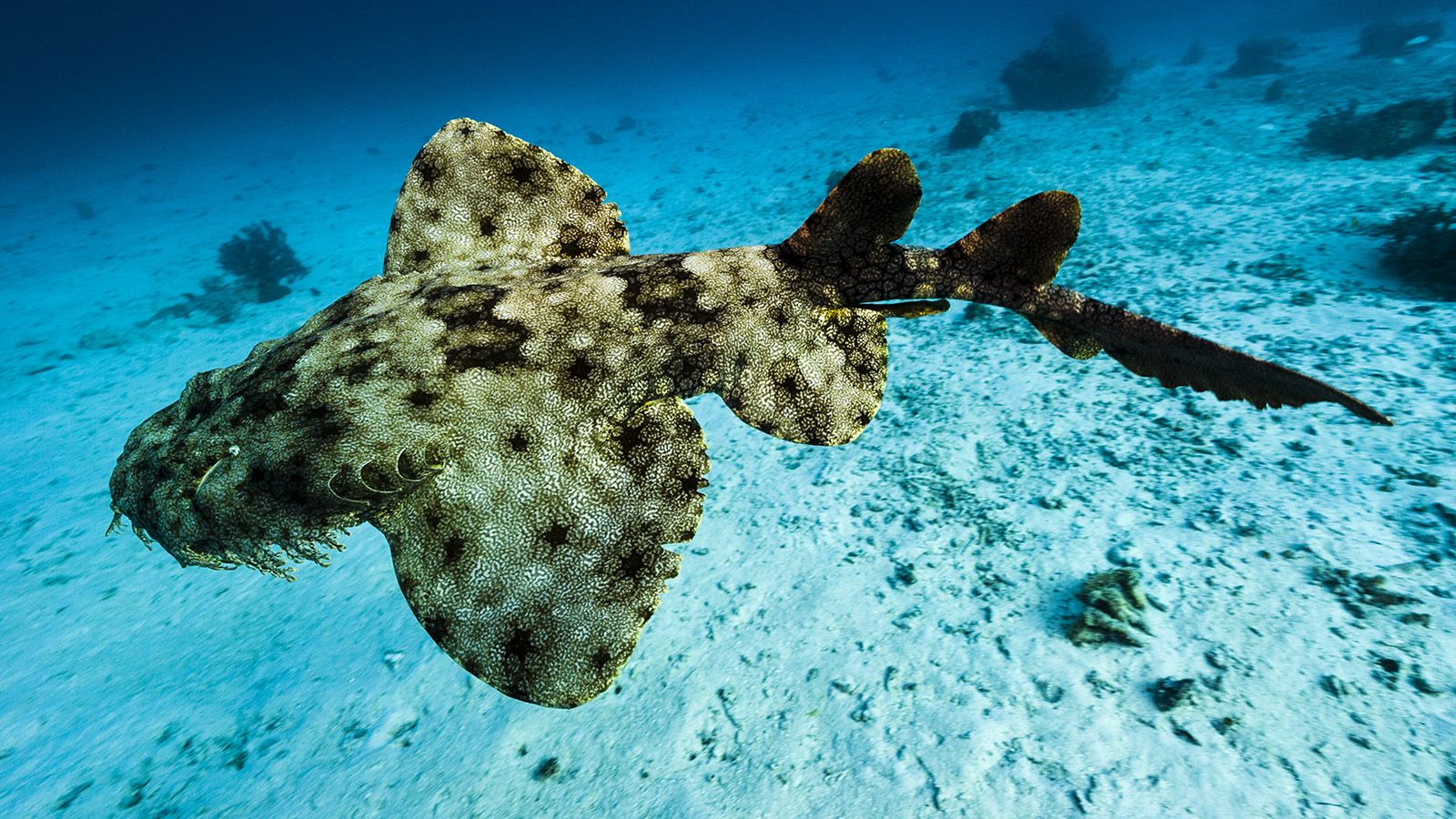 Wobbegong Shark