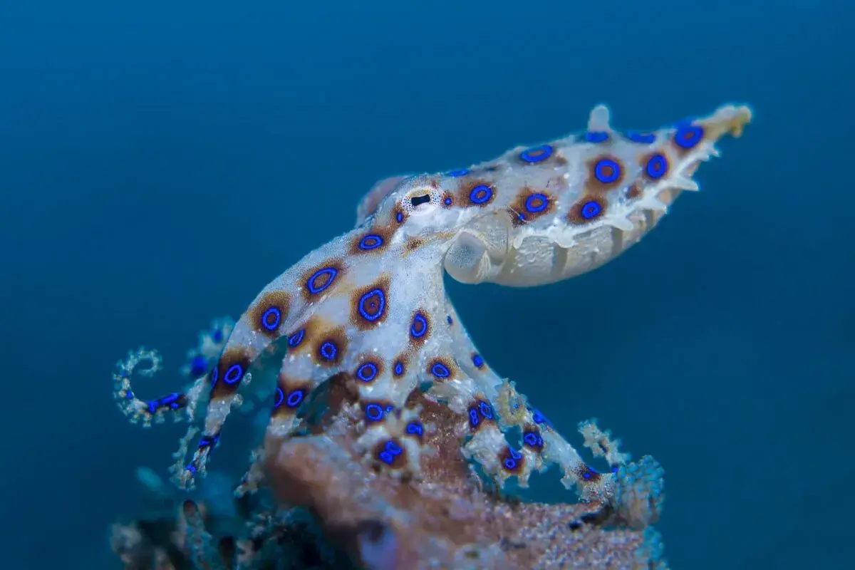 Blue Ringed Octopus