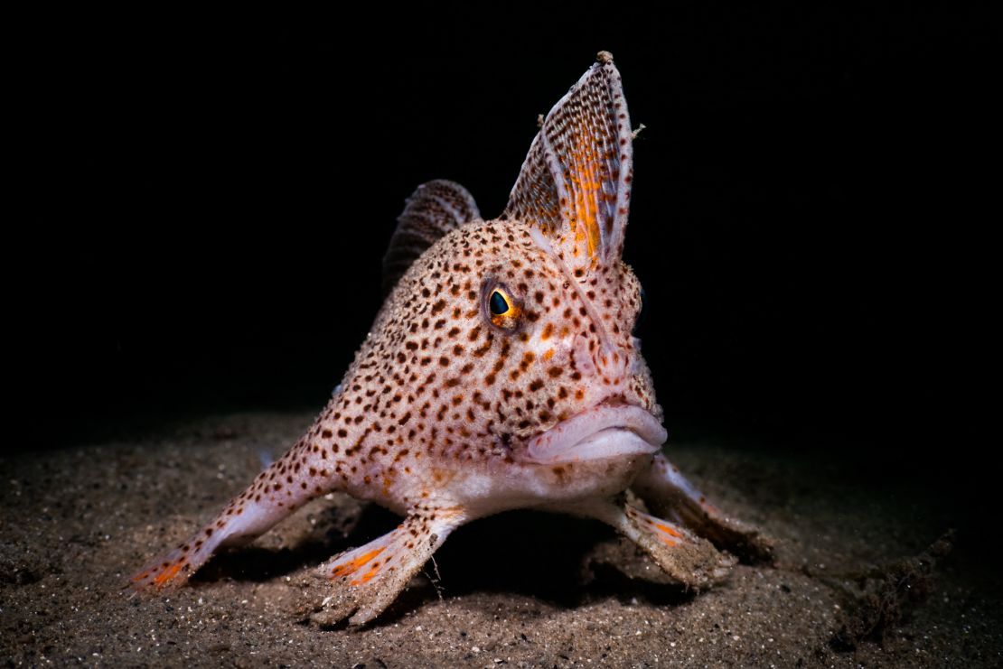 Handfish
