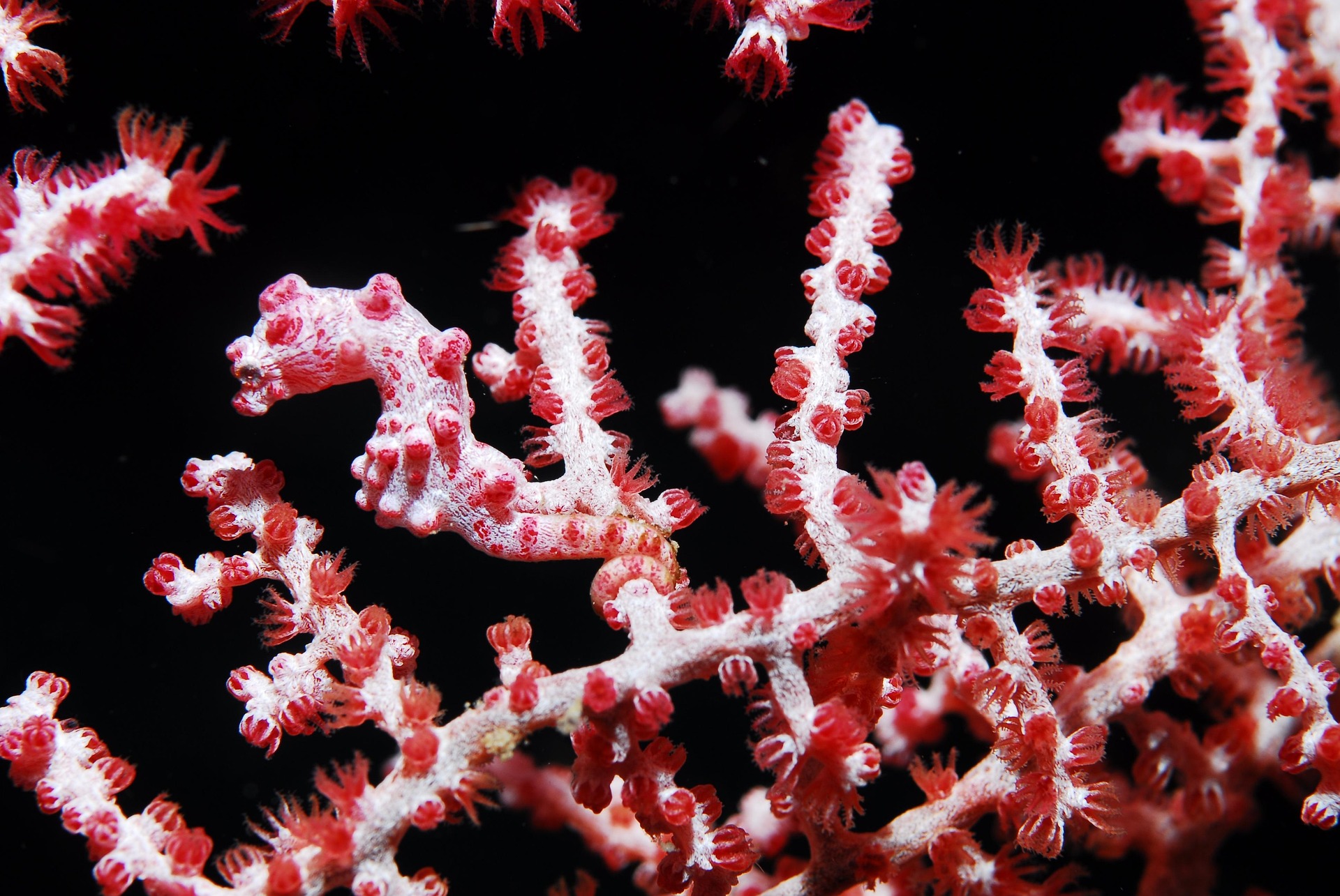 Pygmy Seahorse