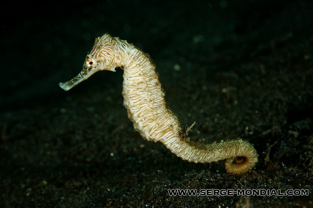 Zebra Seahorse